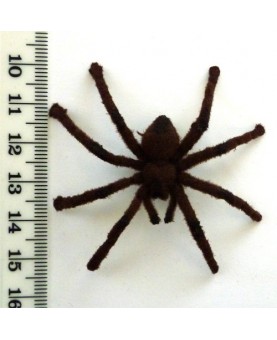 Araignée velue 5cm