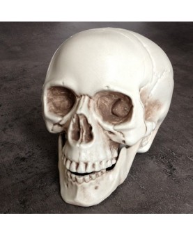 Crâne mâchoire articulée 20 cm