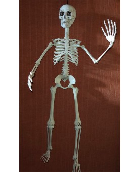 Squelette articulé 90 cm