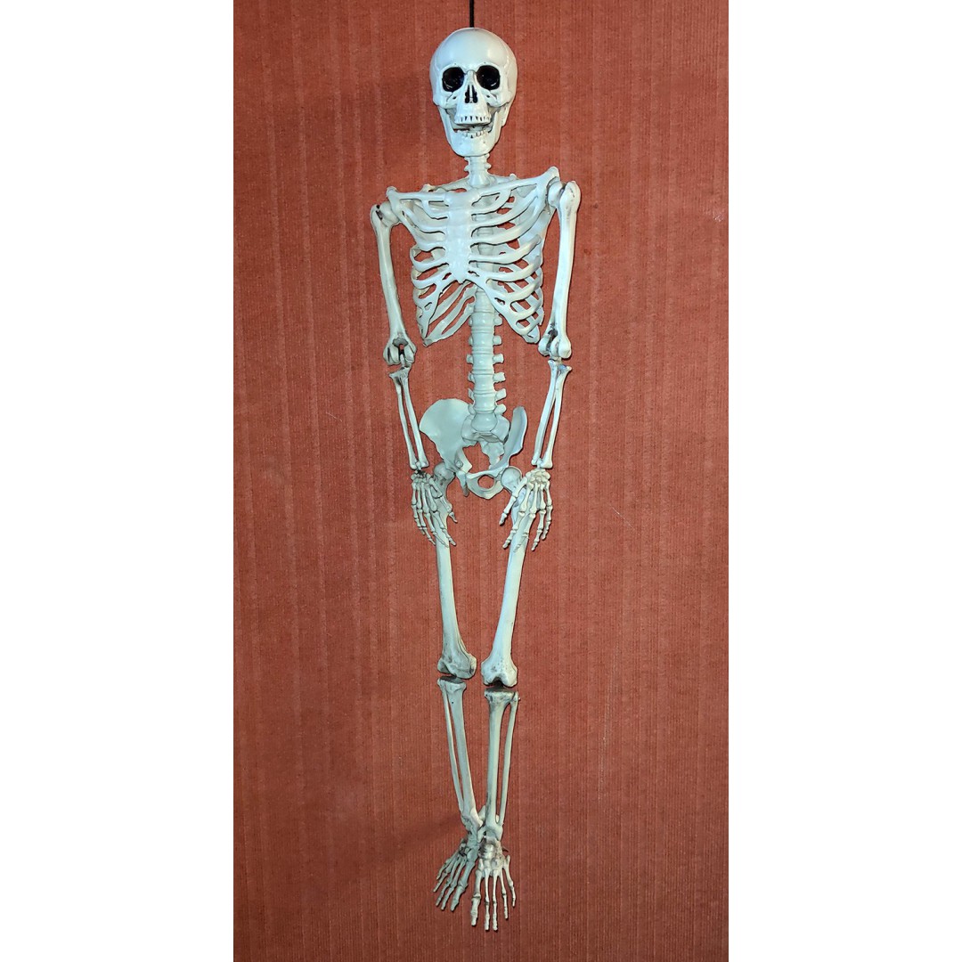 Squelette réaliste articulé de taille humaine 160 cm - Fiesta Republic
