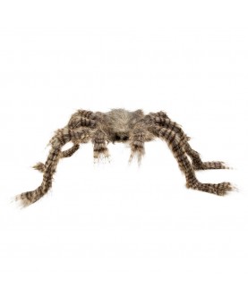 Araignée brune géante 70 cm