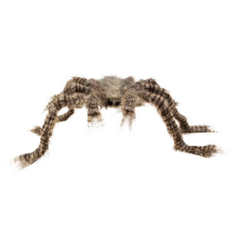Araignée brune géante 70 cm