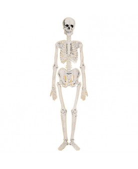 Squelette articulé 135 cm...