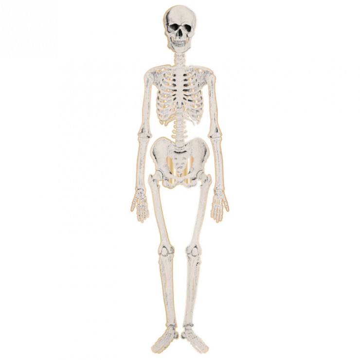 Squelette articulé 135 cm cabinet de curiosités