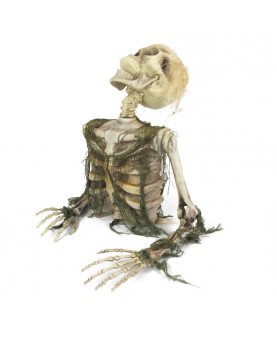 Squelette zombie 47 cm