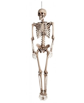 Squelette taille réelle 160 cm