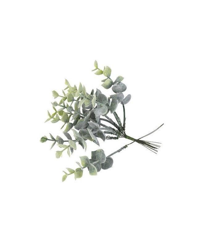 Branches eucalyptus vert blanchi